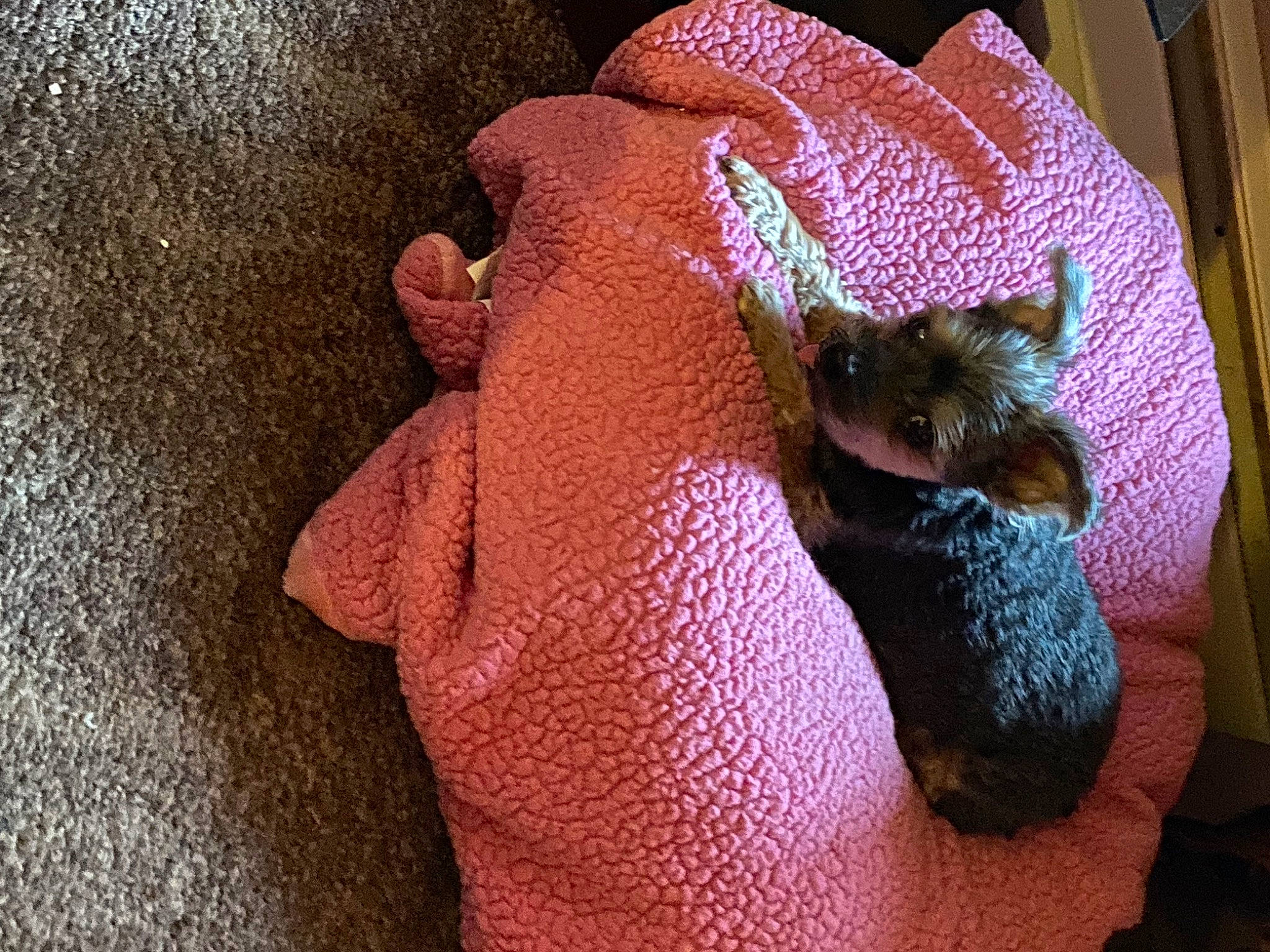 Teeny joined the competition — help win amazing prizes! art, carnivore, craft, creative_arts, crochet, dog_breed, fashion_accessory, fawn, felidae, fur, linens, magenta, pattern, small_to_medium_sized_cats, snout, stuffed_toy, tail, terrestrial_animal, whiskers, wool