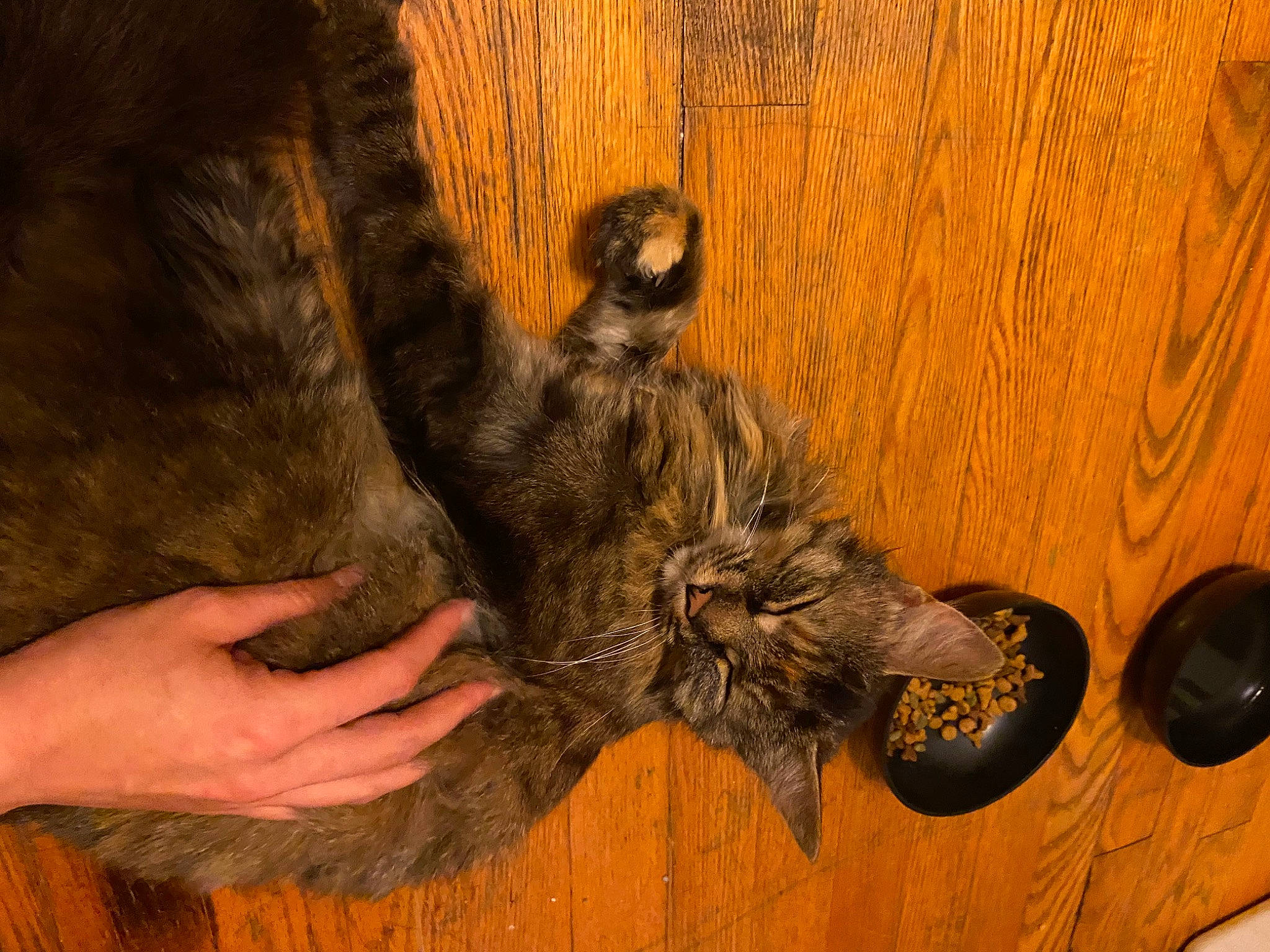 Baby Girl joined the competition — help win amazing prizes! carnivore, cat, claw, dog_breed, domestic_short_haired_cat, door_handle, felidae, flooring, fur, gesture, hardwood, human_leg, pattern, paw, small_to_medium_sized_cats, tail, terrestrial_animal, whiskers, wood, wood_stain