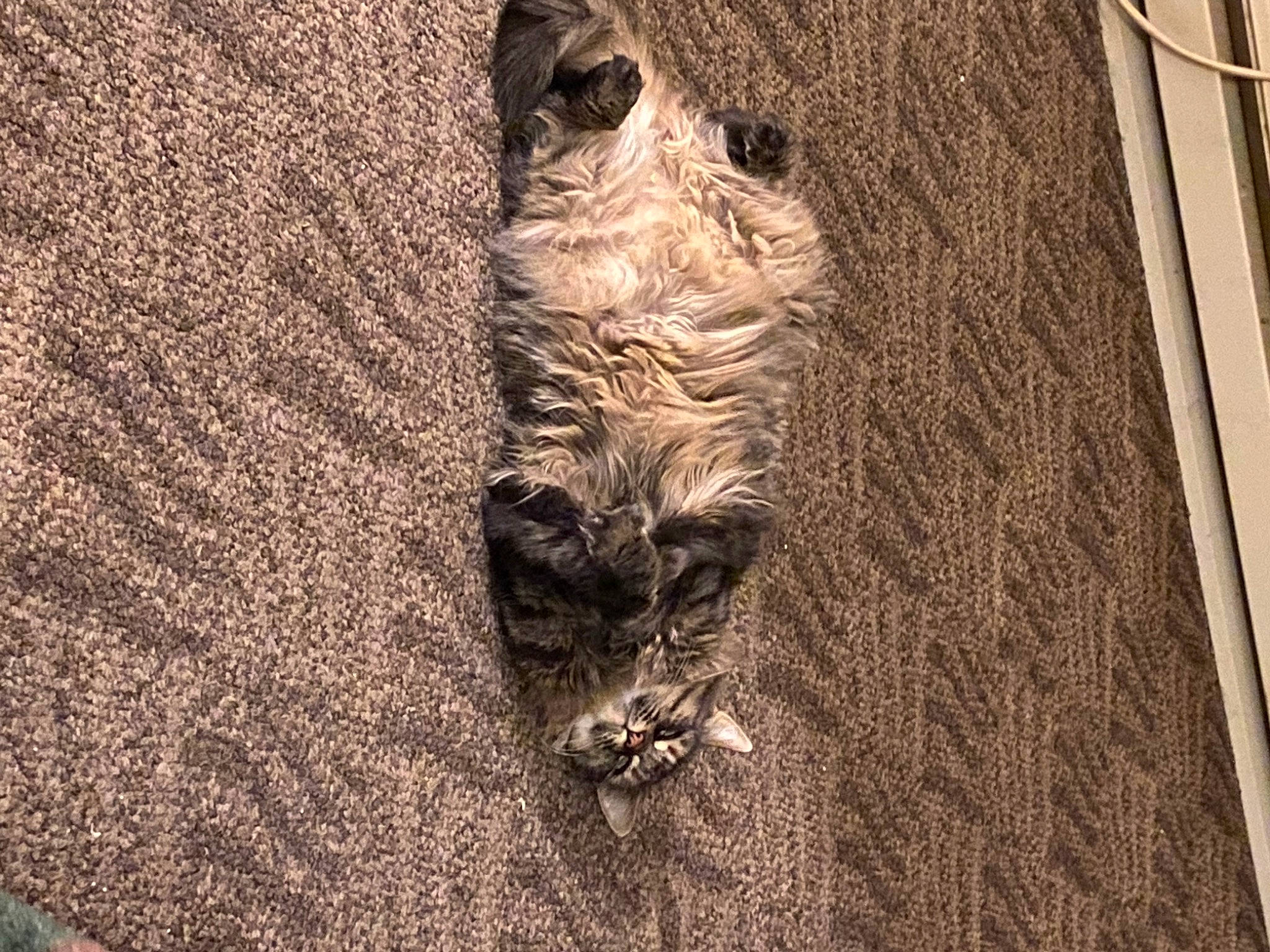 Baby Girl is registered to the contest to win money with this photo: art, big_cats, carnivore, domestic_short_haired_cat, felidae, floor, flooring, grass, grey, hardwood, monochrome_photography, pattern, small_to_medium_sized_cats, snout, soil, tail, trunk, whiskers, wood, wrinkle