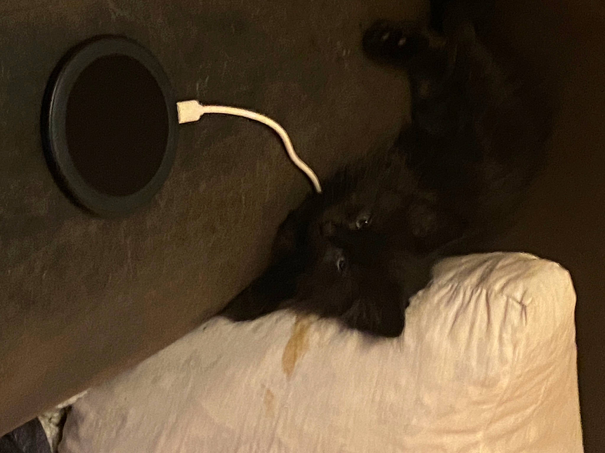 Luna is registered to the contest to win money with this photo: audio_equipment, black_cat, carnivore, cat, circle, comfort, darkness, domestic_short_haired_cat, felidae, fur, grey, linens, loudspeaker, paper_towel, room, small_to_medium_sized_cats, snout, tail, tints_and_shades, whiskers