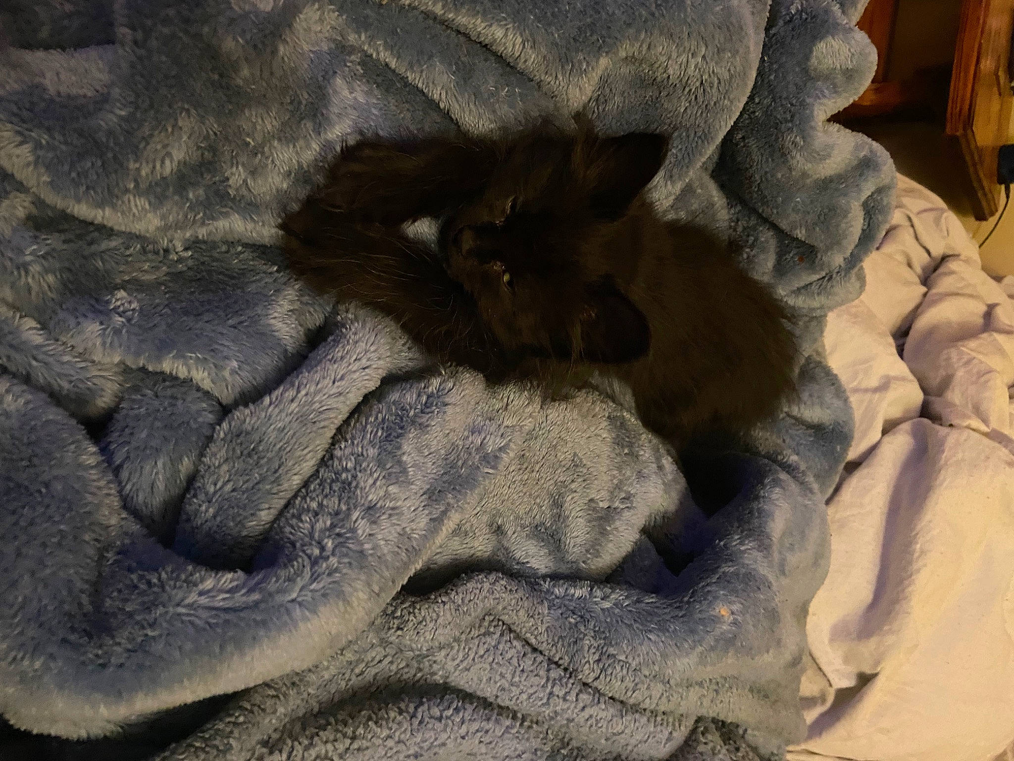 Luna joined the competition — help win amazing prizes! bedding, blanket, carnivore, comfort, denim, domestic_short_haired_cat, felidae, fur, grey, human_leg, linens, pattern, rock, sand, shadow, sleeve, small_to_medium_sized_cats, tints_and_shades, wood, wool