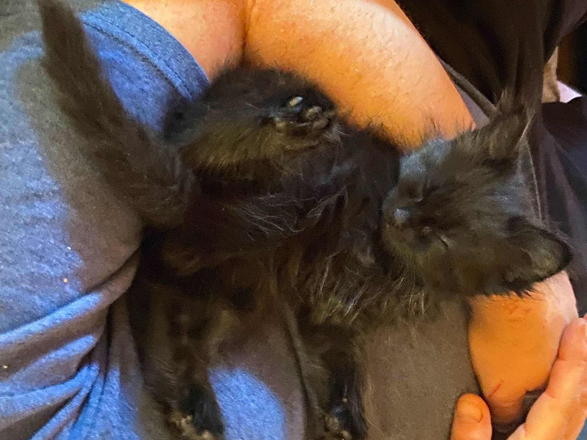 Luna is registered to the contest to win money with this photo: arthropod, cat, chest, claw, fashion_accessory, felidae, finger, foot, fur, gesture, human_leg, liver, nail, paw, small_to_medium_sized_cats, terrestrial_animal, thigh, thumb, whiskers, wrist