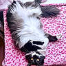Fiona is registered to the contest to win money with this photo: animal, black_and_white, cat, cozy, cute, domestic, feline, fluffy, fur, indoor, leopard_print, lying_down, pet, pink_blanket, relaxed, resting, soft, whiskers, window_light, yellow_eyes