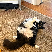 Fiona is registered to the contest to win money with this photo: black_and_white, bottle, cat, container, cozy, curious, flooring, fluffy, fur, furniture, indoor, lying_down, pet, relaxed, rug, table, tail, toy, wide_eyes, wooden_floor