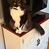 Fiona is registered to the contest to win money with this photo: animal, black_and_white, cabinet, cat, curious, decorative, domestic, feline, fluffy, furniture, household, indoor, pet, portrait, sitting, tail, television, whiskers, wooden_floor, yellow_eyes