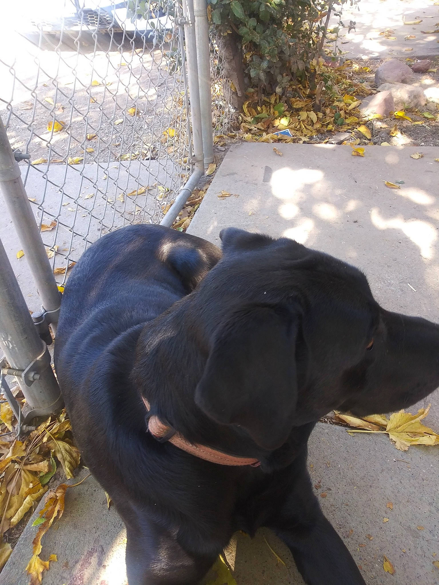 Drake joined the competition — help win amazing prizes! asphalt, canidae, carnivore, collar, companion_dog, dog, dog_breed, fawn, fence, grass, guard_dog, gun_dog, liver, plant, road_surface, snout, sporting_group, tail, terrestrial_animal, working_animal