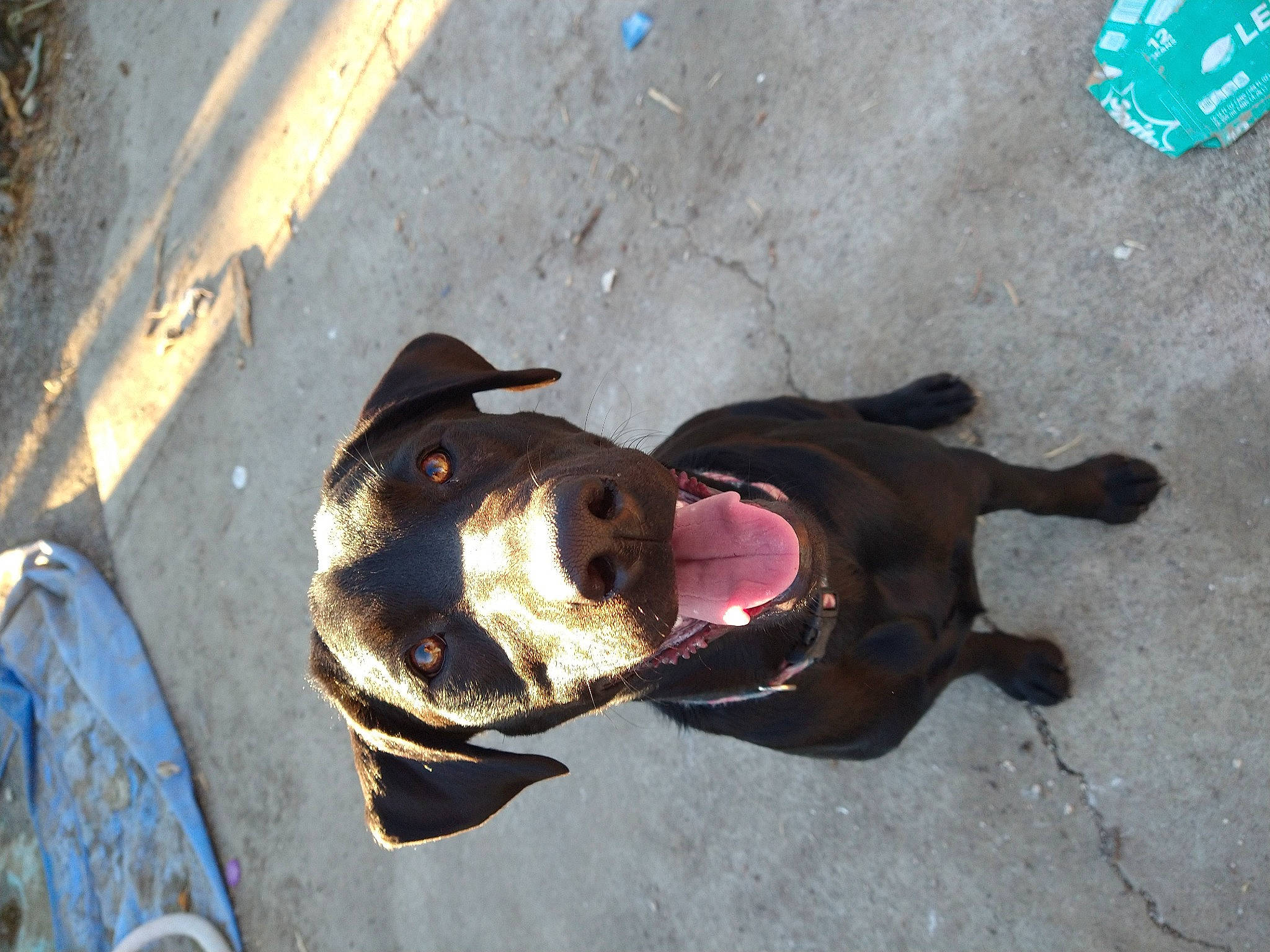 Ruby joined the competition — help win amazing prizes! asphalt, carnivore, collar, companion_dog, dog, dog_breed, dog_collar, electric_blue, fashion_accessory, fawn, guard_dog, leash, personal_protective_equipment, pet_supply, road_surface, shadow, snout, sporting_group, tar, working_animal