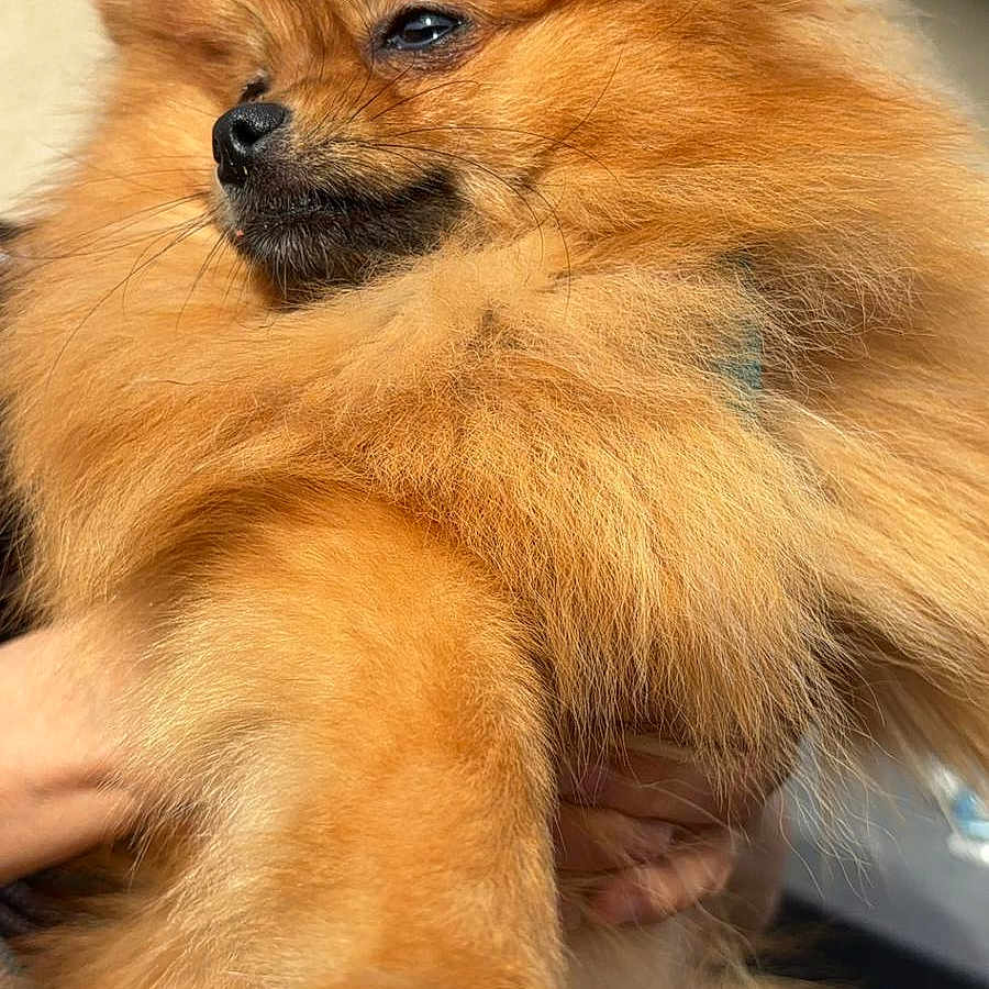 Uschi
