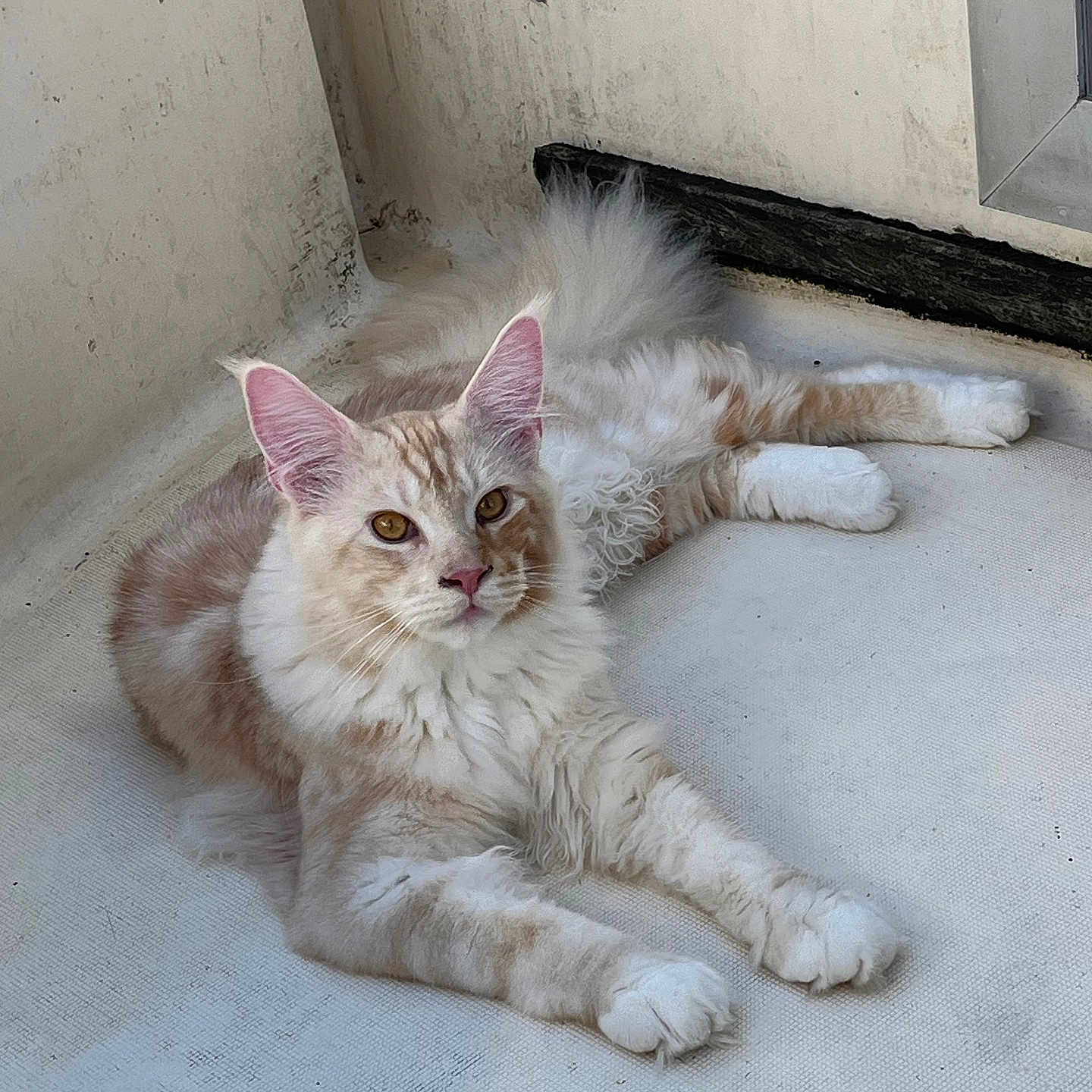 Alpha a rejoint le concours — aidez-le/la à gagner de superbes lots ! amber_eyes, animal, cat, corner, cream_color, curious, ears, feline, floor, fluffy, fur, indoor, looking, pet, pink_nose, relaxed, resting, tail, whiskers, white_paws