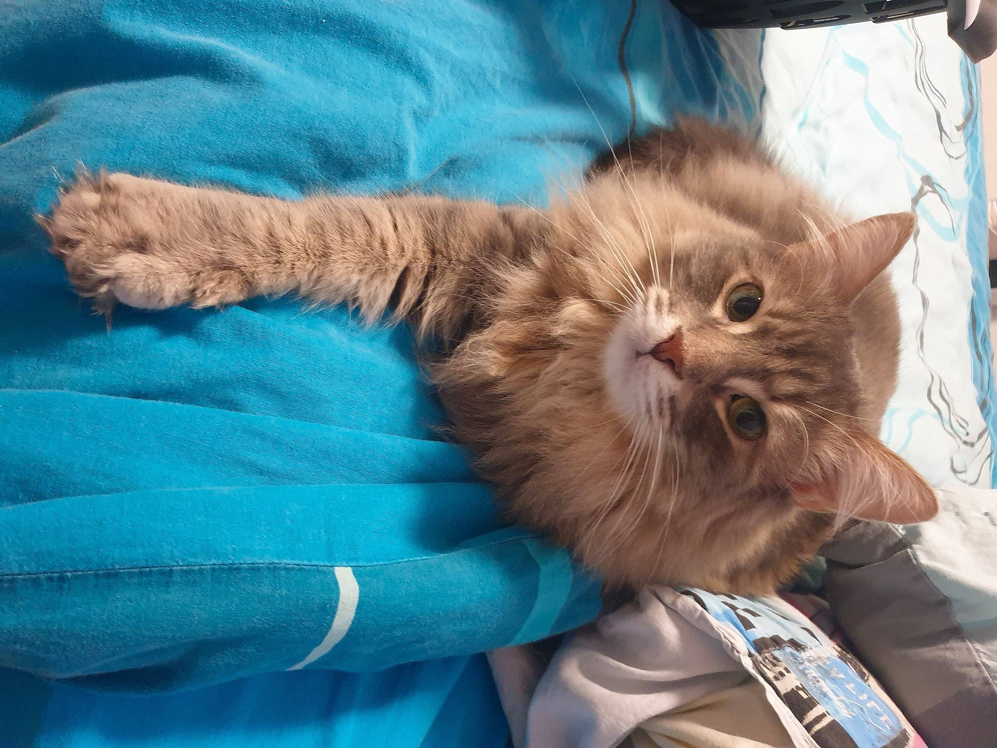 Moustiquette participe au concours pour gagner de l'argent avec cette photo : carnivore, cat, claw, comfort, domestic_short_haired_cat, electric_blue, fawn, felidae, fur, gesture, paw, small_to_medium_sized_cats, snout, tail, whiskers