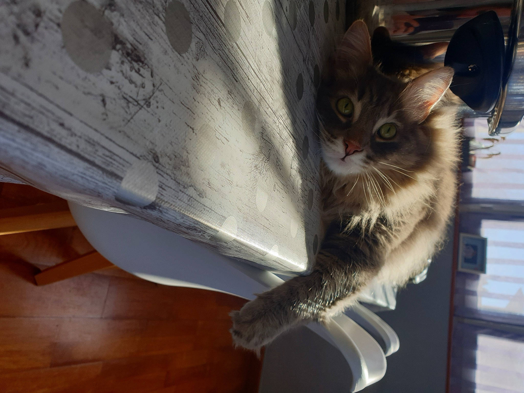 Moustiquette a rejoint le concours — aidez-le/la à gagner de superbes lots ! carnivore, cat, claw, domestic_short_haired_cat, feather, felidae, fur, hardwood, paper, paper_product, paw, small_to_medium_sized_cats, snout, tail, tree, whiskers, window, wing, wood