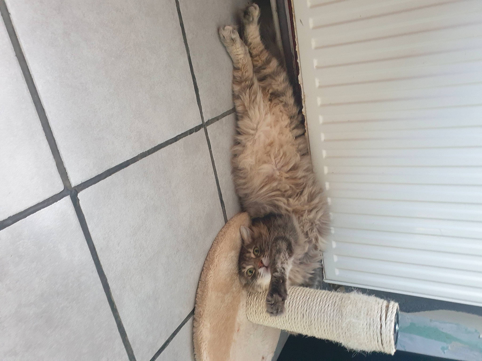 Moustiquette a rejoint le concours — aidez-le/la à gagner de superbes lots ! canidae, carnivore, cat, dog_breed, domestic_short_haired_cat, fawn, felidae, flooring, fur, hardwood, small_to_medium_sized_cats, sporting_group, tail, terrestrial_animal, whiskers, wildlife, wood