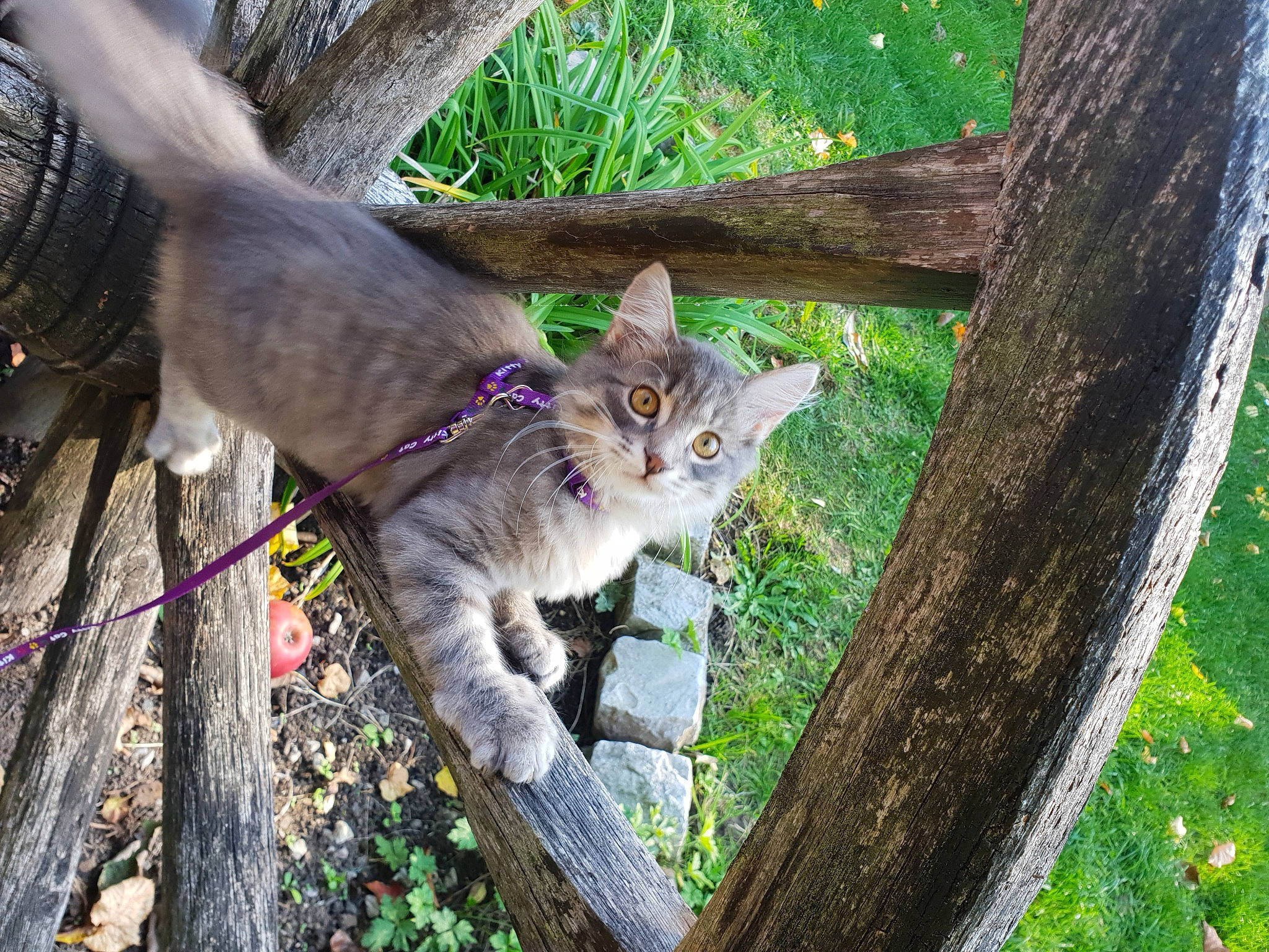 Moustiquette participe au concours pour gagner de l'argent avec cette photo : branch, carnivore, cat, domestic_short_haired_cat, fawn, felidae, fur, grass, plant, small_to_medium_sized_cats, snout, tail, terrestrial_animal, tree, trunk, twig, whiskers, wildlife, wood, woody_plant