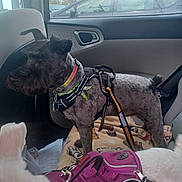 Zoie is registered to the contest to win money with this photo: animal, black_dog, blanket, car_door, car_interior, car_seat, dog, dog_collar, dog_harness, furniture, indoor, leash, pet, resting, seatbelt, side_view, travel, vehicle, white_dog, window