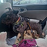 animal, black_dog, blanket, car_door, car_interior, car_seat, dog, dog_collar, dog_harness, furniture, indoor, leash, pet, resting, seatbelt, side_view, travel, vehicle, white_dog, window
