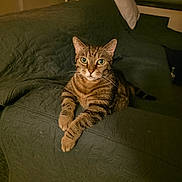 Gina participe au concours pour gagner de l'argent avec cette photo : cat, tabby_cat, indoor, couch, quilted_couch, furniture, pet, animal, resting, looking_at_camera, green, brown, striped, whiskers, ears, eyes, cozy, home, relaxed, feline