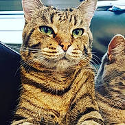 Tom participe au concours pour gagner de l'argent avec cette photo : cat, tabby_cat, green_eyes, pet, animal, close_up, indoor, feline, whiskers, ears, fur, portrait, instagram_post, social_media, screenshot, text_overlay, face, companion, cute, domestic_animal