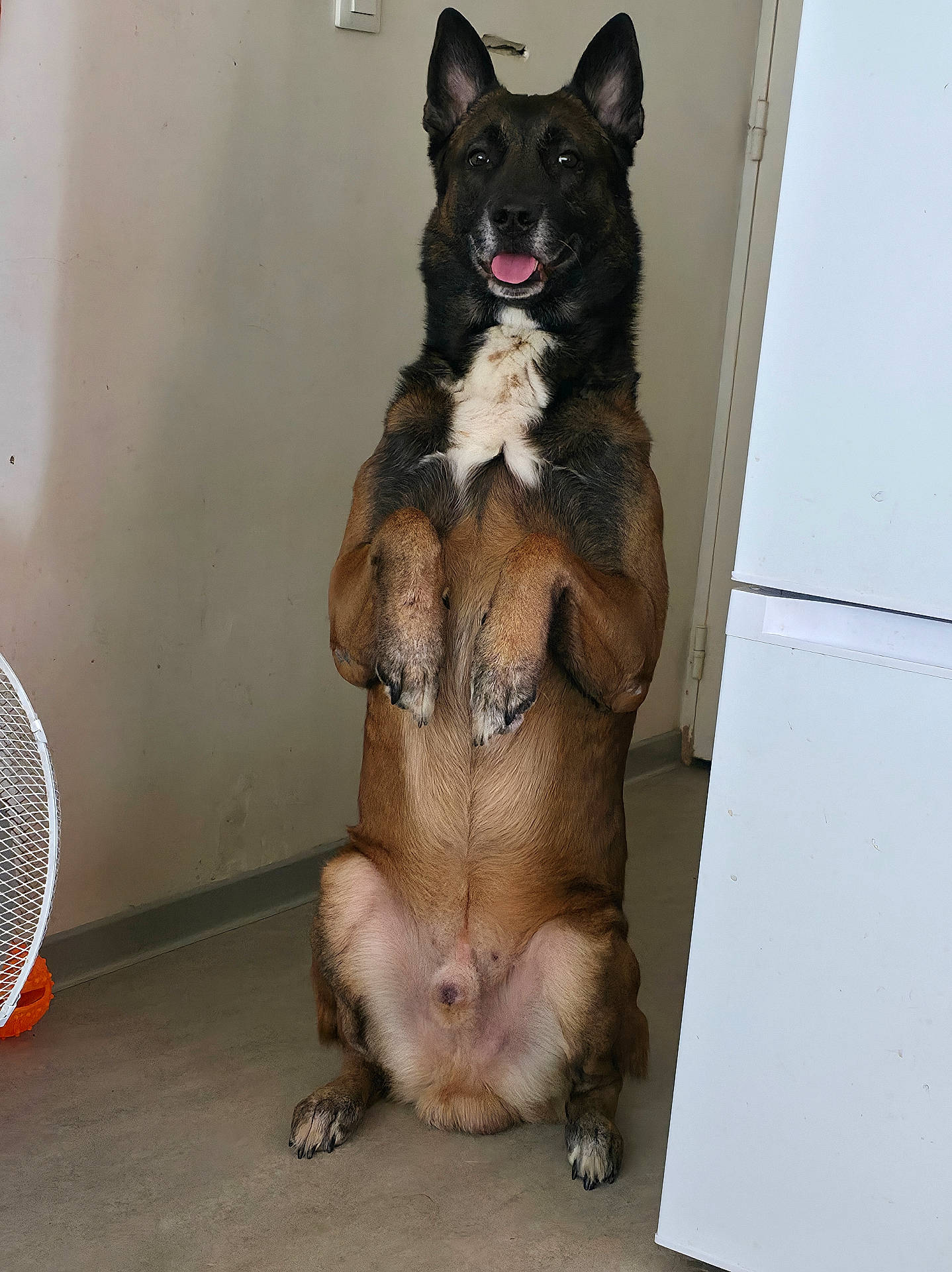 Paco a rejoint le concours — aidez-le/la à gagner de superbes lots ! alert, animal, black_fur, brown_fur, canine, companion, cute, dog, domestic, ears_up, fan, floor, happy, indoor, looking_at_camera, pet, refrigerator, sitting, standing, tongue_out