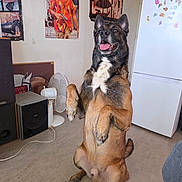 Paco a rejoint le concours — aidez-le/la à gagner de superbes lots ! dog, indoor, pet, happy, brown_fur, black_fur, tongue_out, sitting, upright, refrigerator, magnets, posters, fan, speaker, floor, room, wall, home, canine, cute