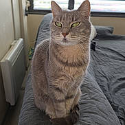 Ganja a rejoint le concours — aidez-le/la à gagner de superbes lots ! cat, gray_cat, tabby, green_eyes, pet, indoor, window, blanket, bed, feline, animal, sitting, fur, whiskers, domestic_animal, cozy, resting, portrait, curious, quiet