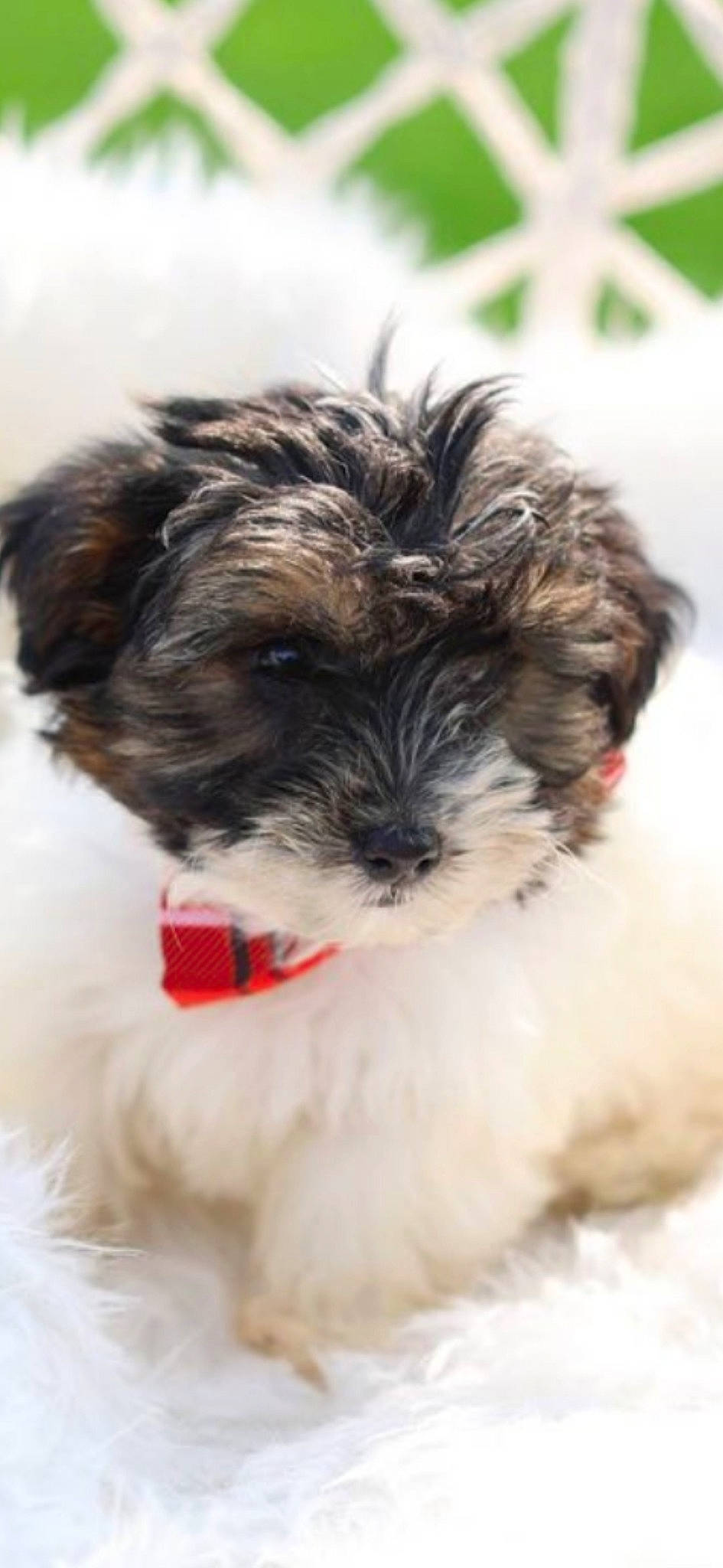 Kosmo King is registered to the contest to win money with this photo: canidae, carnivore, companion_dog, dog, dog_breed, fur, liver, mal_shi, maltepoo, mirror, non_sporting_group, science, shih_poo, shih_tzu, small_terrier, snout, sporting_group, terrier, toy_dog, water_dog