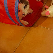 Chacha a rejoint le concours — aidez-le/la à gagner de superbes lots ! blue, child, floor, flooring, fun, hardwood, mammal, mouth, orange, organ, pink, play, product, red, skin, textile, toddler, white, wood, yellow