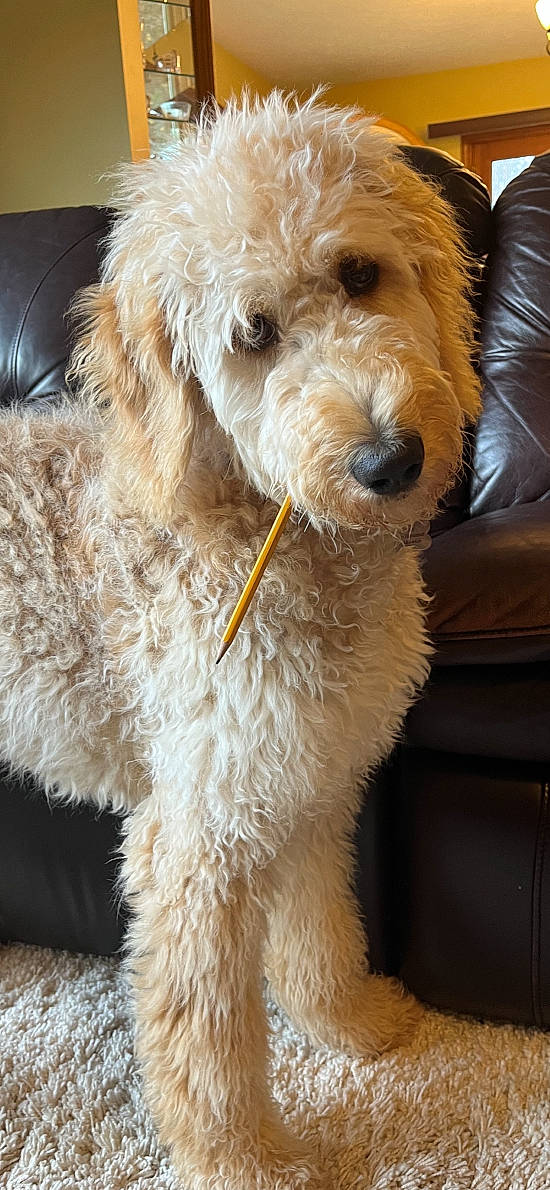 Cooper joined the competition — help win amazing prizes! canidae, carnivore, companion_dog, dog, dog_breed, dog_collar, fawn, fur, glasses, labradoodle, non_sporting_group, pet_supply, poodle, small_terrier, snout, sporting_group, terrier, toy_dog, water_dog, working_animal