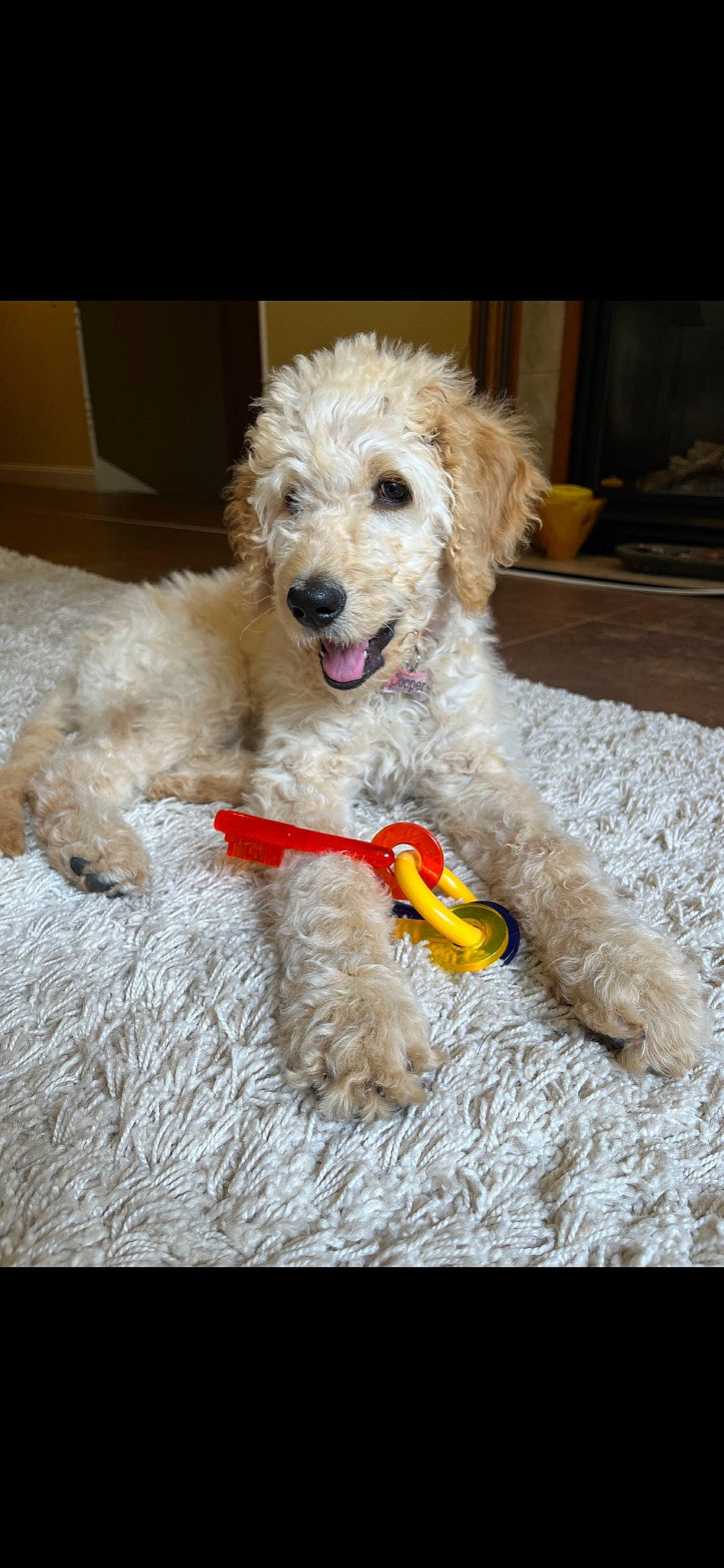 Cooper is registered to the contest to win money with this photo: canidae, carnivore, companion_dog, dog, dog_breed, dog_collar, dog_supply, labradoodle, maltepoo, pet_supply, poodle, poodle_crossbreed, snout, sporting_group, standard_poodle, television, terrier, toy_dog, water_dog, working_animal