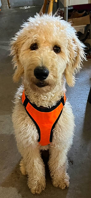 Cooper is registered to the contest to win money with this photo: canidae, carnivore, collar, companion_dog, dog, dog_breed, dog_clothes, dog_collar, dog_supply, event, fashion_accessory, fur, leash, pet_supply, snout, sporting_group, terrier, toy_dog, water_dog, working_animal