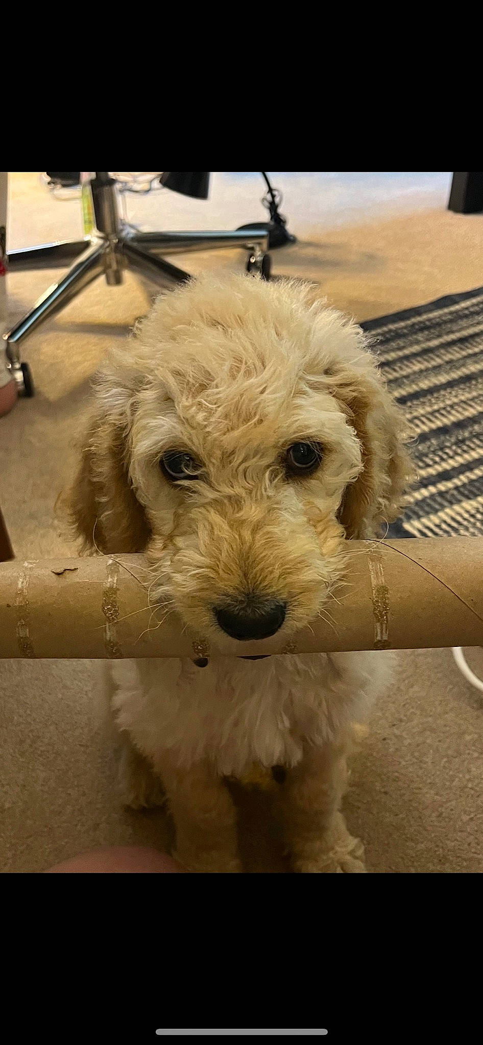 Cooper joined the competition — help win amazing prizes! canidae, carnivore, companion_dog, dog, dog_breed, fawn, flooring, fur, head, labradoodle, non_sporting_group, puppy, small_terrier, snout, sporting_group, terrier, toy_dog, whiskers, working_animal