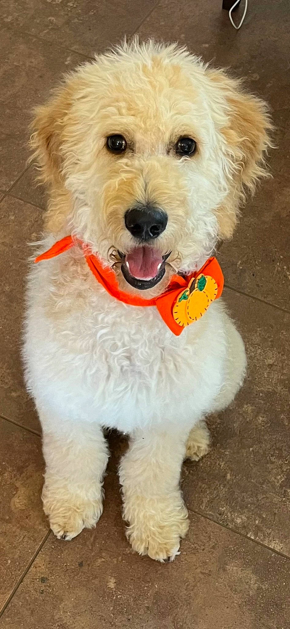 Cooper is registered to the contest to win money with this photo: bow_tie, canidae, carnivore, collar, companion_dog, dog, dog_breed, dog_clothes, dog_collar, dog_supply, fashion_accessory, fur, leash, pet_supply, small_terrier, snout, sporting_group, terrier, toy_dog, working_animal
