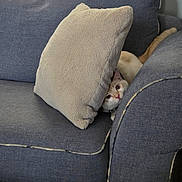 Ell is registered to the contest to win money with this photo: animal, beige, blue, cat, comfort, couch, cozy, curious, feline, fur, hiding, home, indoor, living_room, pet, pillow, playful, relaxing, soft, tail