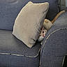 animal, beige, blue, cat, comfort, couch, cozy, curious, feline, fur, hiding, home, indoor, living_room, pet, pillow, playful, relaxing, soft, tail