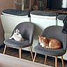 bookshelf, cats, chairs, cozy, furniture, home, indoor, living_room, lounging, orange_tabby, pets, relaxed, sitting, sleeping, sofa, table, television, tile_floor, white_cat, window