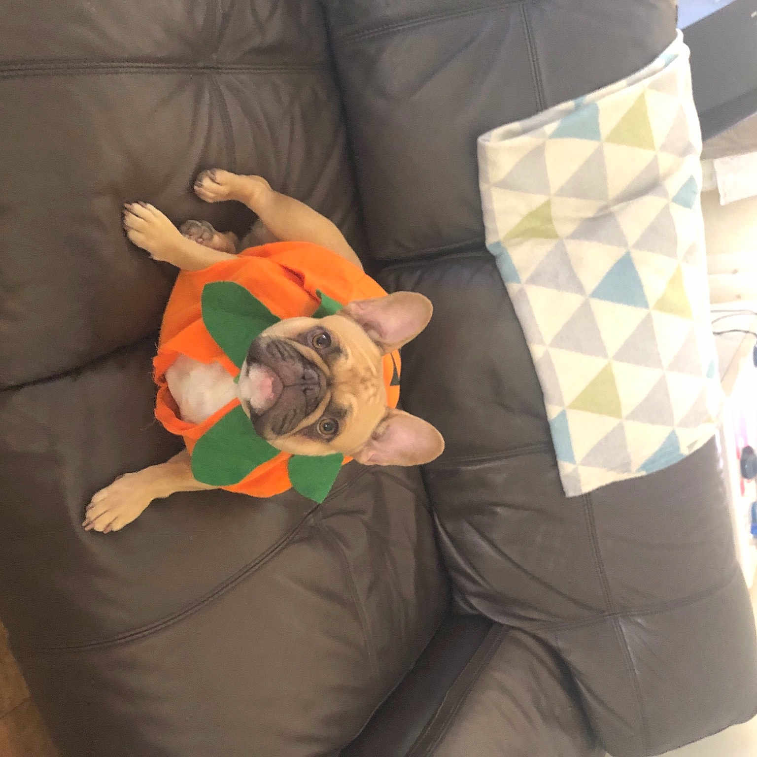 Betty joined the competition — help win amazing prizes! animation, child, comfort, couch, event, flooring, fun, knee, leisure, linens, mammal, paper_product, pattern, pillow, recreation, room, sitting, thigh, throw_pillow, visual_arts