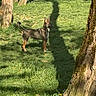 Simba participe au concours pour gagner de l'argent avec cette photo : dog, grass, tree, shadow, sunlight, outdoor, nature, park, canine, animal, standing, daylight, greenery, fur, ears, alert, trunk, field, flora, scenery