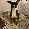 puppy, dog, pet, indoor, mat, pillow, floor, tile, ears, brown, white, black, cute, animal, sitting, looking, young, domestic, companion, cozy