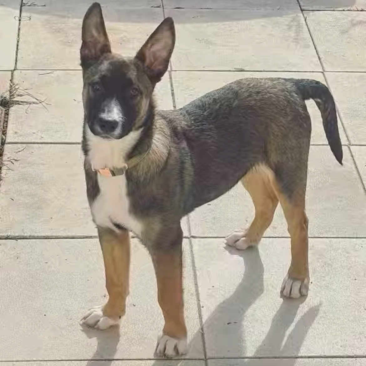 Simba
