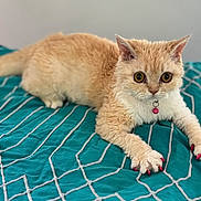 Calliope joined the competition — help win amazing prizes! cat, feline, pet, animal, fur, beige, large_eyes, pink_claws, collar, bell, bed, blanket, geometric_pattern, teal, white_lines, indoor, cute, relaxed, laying, portrait