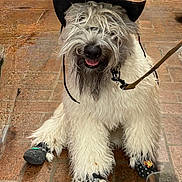 Loganjames joined the competition — help win amazing prizes! dog, cowboy_hat, sheriff_badge, boots, leash, brick_floor, fluffy, long_hair, pet, animal, costume, cute, smiling, outdoor, funny, domestic_animal, canine, paw_protection, happy, sitting