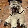 dog, cowboy_hat, sheriff_badge, boots, leash, brick_floor, fluffy, long_hair, pet, animal, costume, cute, smiling, outdoor, funny, domestic_animal, canine, paw_protection, happy, sitting