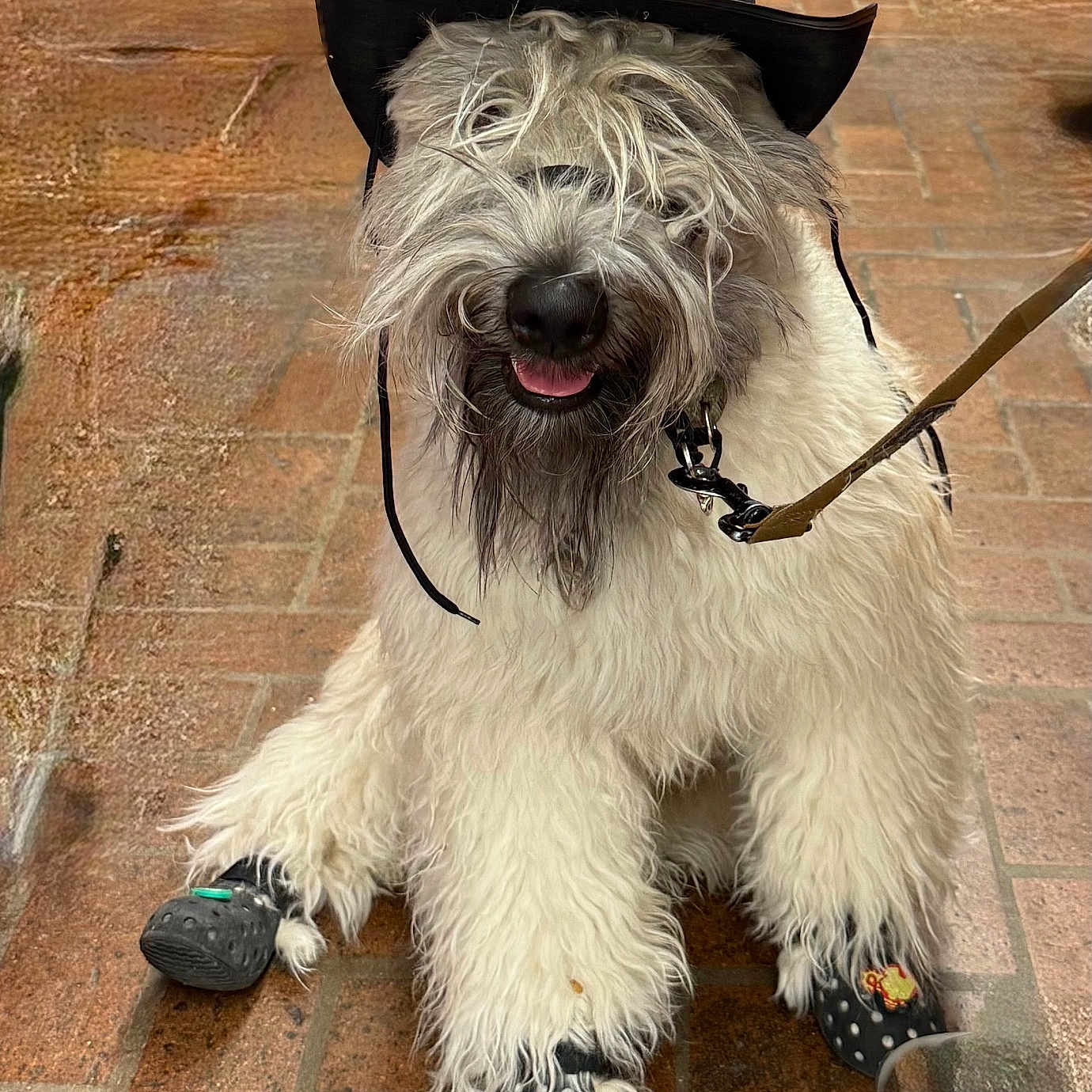 Loganjames joined the competition — help win amazing prizes! dog, cowboy_hat, sheriff_badge, boots, leash, brick_floor, fluffy, long_hair, pet, animal, costume, cute, smiling, outdoor, funny, domestic_animal, canine, paw_protection, happy, sitting