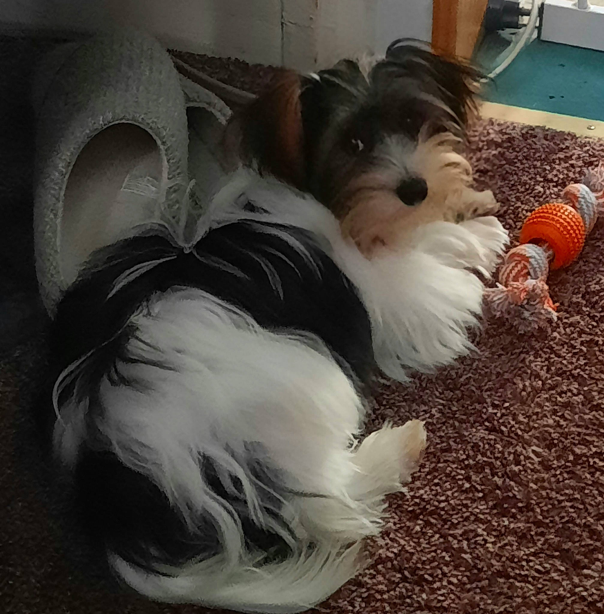 Oreo is registered to the contest to win money with this photo: biewer_terrier, canidae, carnivore, cloud, companion_dog, dog, dog_breed, dog_supply, flooring, fur, liver, paw, puppy, small_terrier, snout, sporting_group, tail, terrier, toy_dog, working_animal