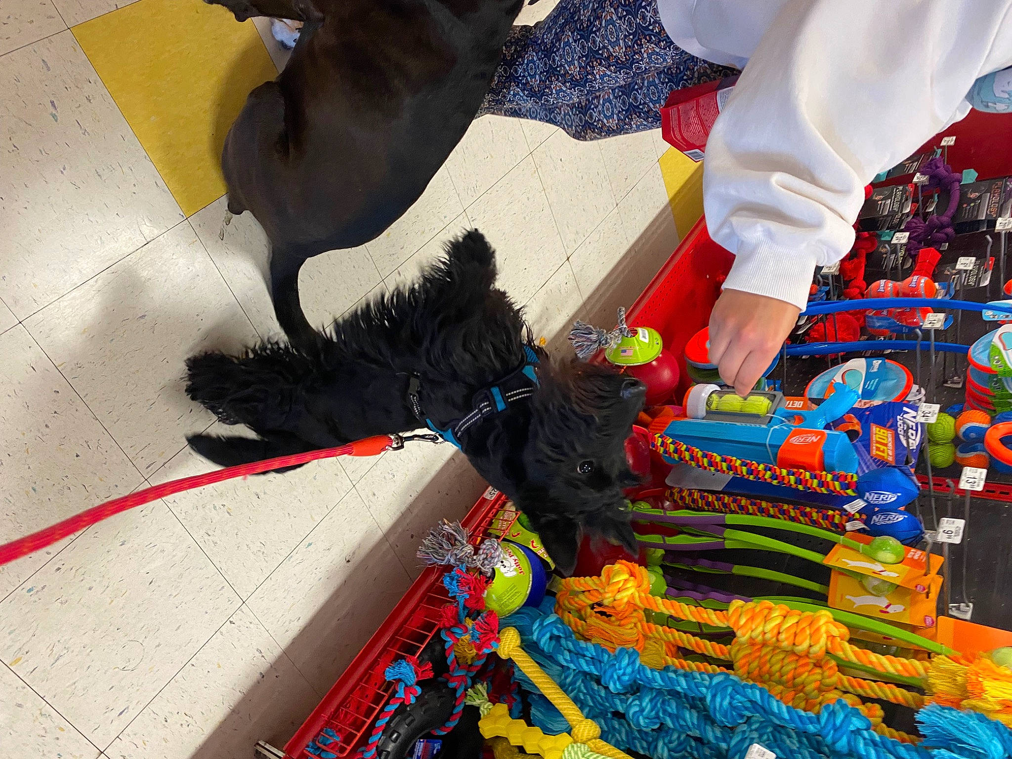 Kevin is registered to the contest to win money with this photo: art, carnivore, companion_dog, dog, dog_breed, event, fashion_accessory, flooring, fun, fur, glove, leash, pattern, plastic, play, t_shirt, tail, thread, wool, working_animal