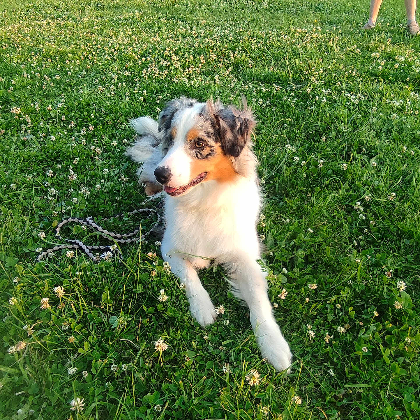 Unaya a rejoint le concours — aidez-le/la à gagner de superbes lots ! animal, canine, dog, face, field, grass, grassland, green, head, herbal, herbs, lawn, nature, outdoors, person, pet, photography, plant, portrait, puppy