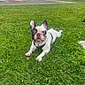 animal, black_and_white, canine, daytime, dog, ears, french_bulldog, grass, greenery, house, lawn, leash, lying_down, mouth, outdoor, pet, sidewalk, sky, street, suburban