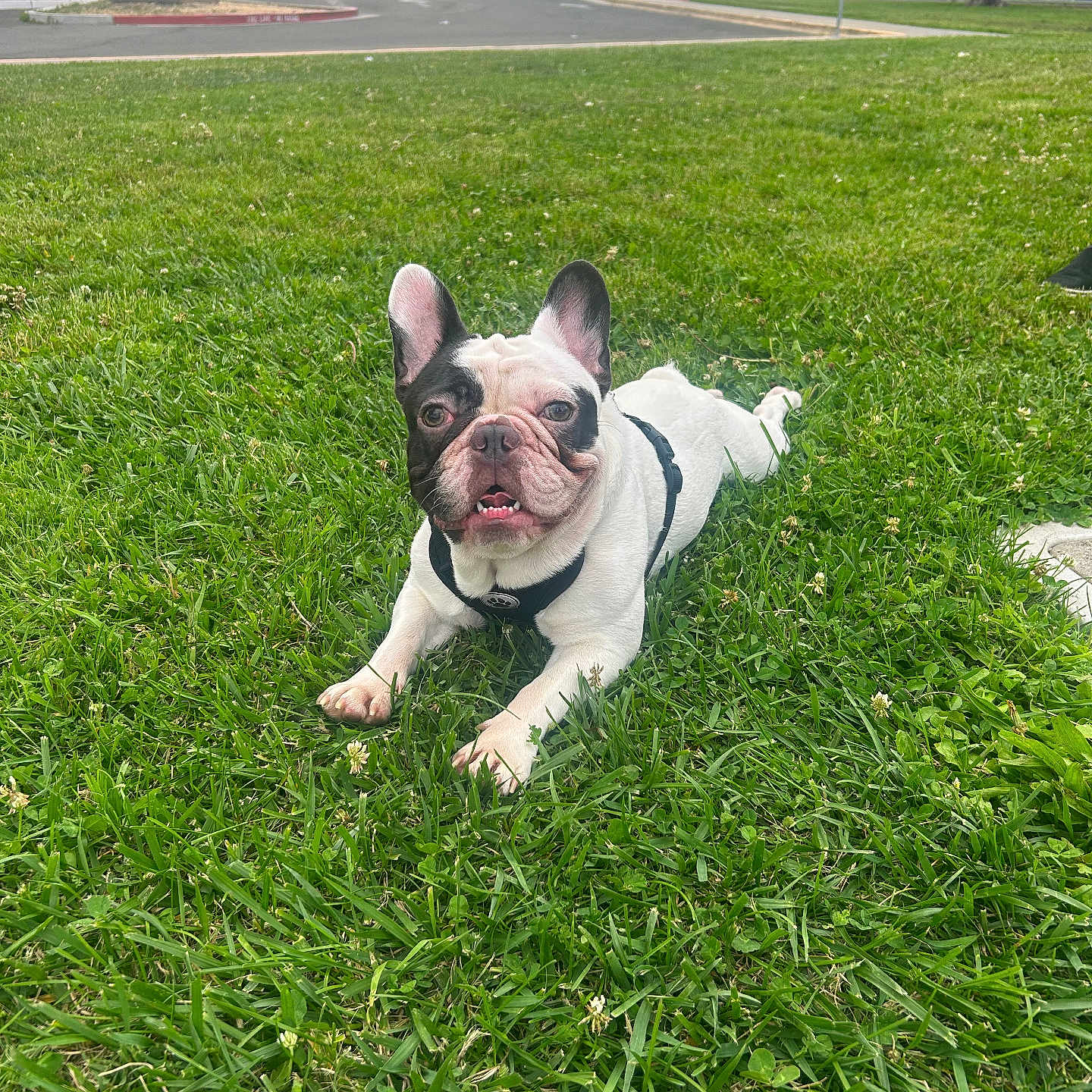 Miklo