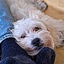 animal, close_up, companion, couch, cozy, cute, dog, domestic, feet, fluffy, fur, indoor, jeans, leather_couch, pet, relaxed, resting, snuggling, socks, white_dog