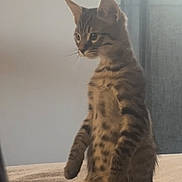 Sirius a rejoint le concours — aidez-le/la à gagner de superbes lots ! cat, kitten, tabby, standing, bed, blanket, indoor, curious, feline, pet, striped, fur, whiskers, ears, window, curtain, soft_light, home, animal, cute