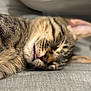 Sirius a rejoint le concours — aidez-le/la à gagner de superbes lots ! cat, tabby_cat, sleeping, tongue_out, close_up, fur, pet, domestic_animal, whiskers, nose, ear, relaxation, rest, cute, adorable, animal, mammal, indoor, gray_surface, soft_focus